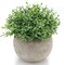 Mini Sage Green Potted Boxwood Topiary Artificial Plants for Home Decor Indoor, Farmhouse House Plant Office Small Desk Shelf Apartment Coffee Bar Bathroom Decor Guest Room, Small Fake Plant